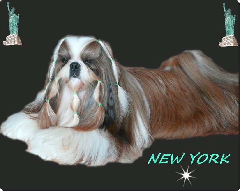 CH. From Audrey's Paradise New-york