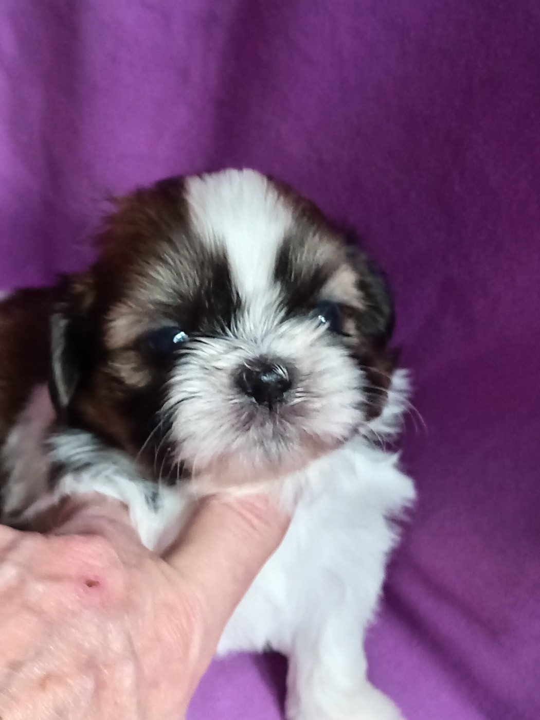 Des superbes bébés sont disponibles