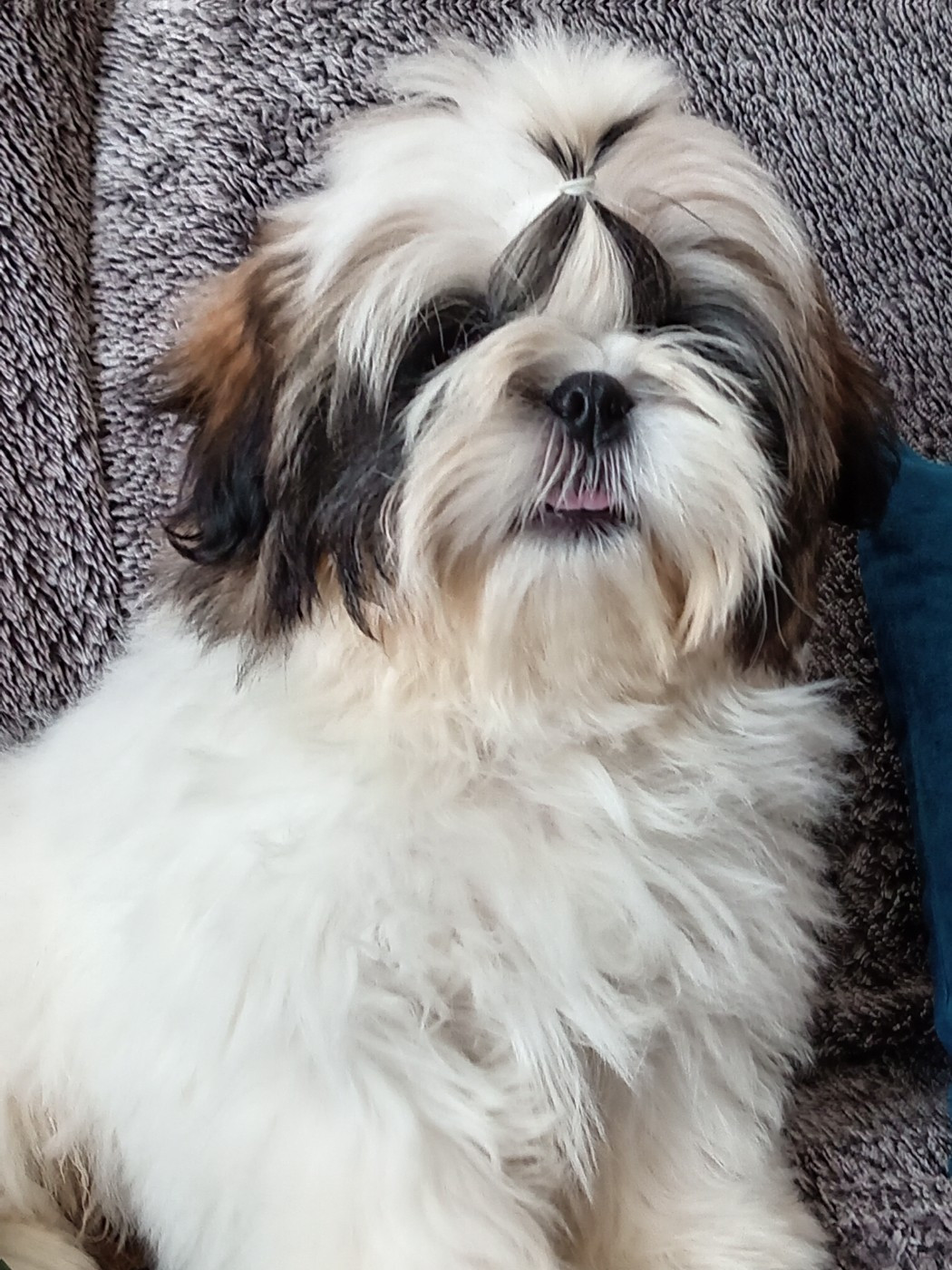 Male disponible