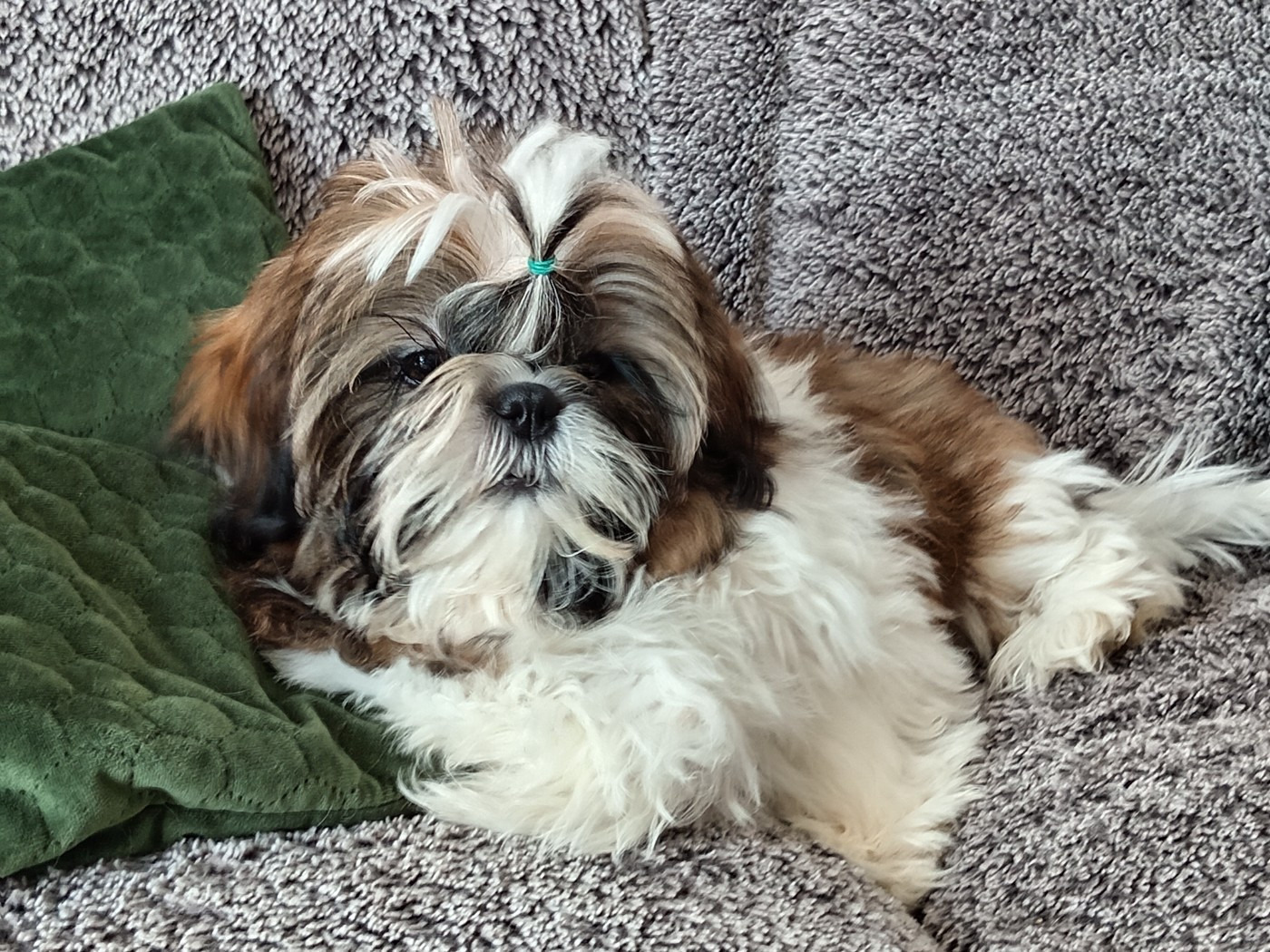 Male disponible