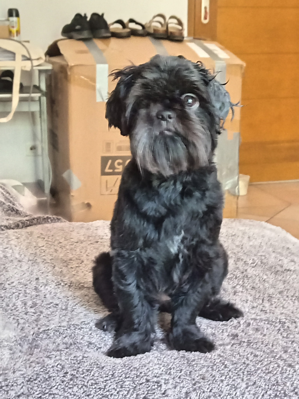 Disponible superbe femelle de 4 ans toute noire