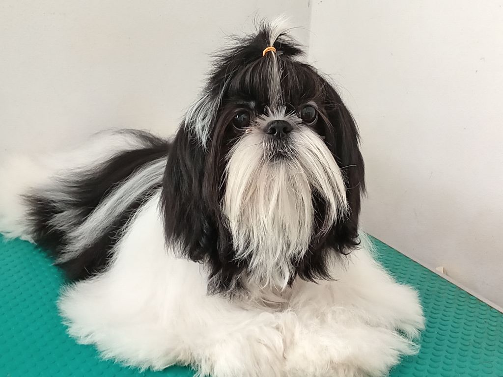 Superbe femelle de 9 mois disponible 