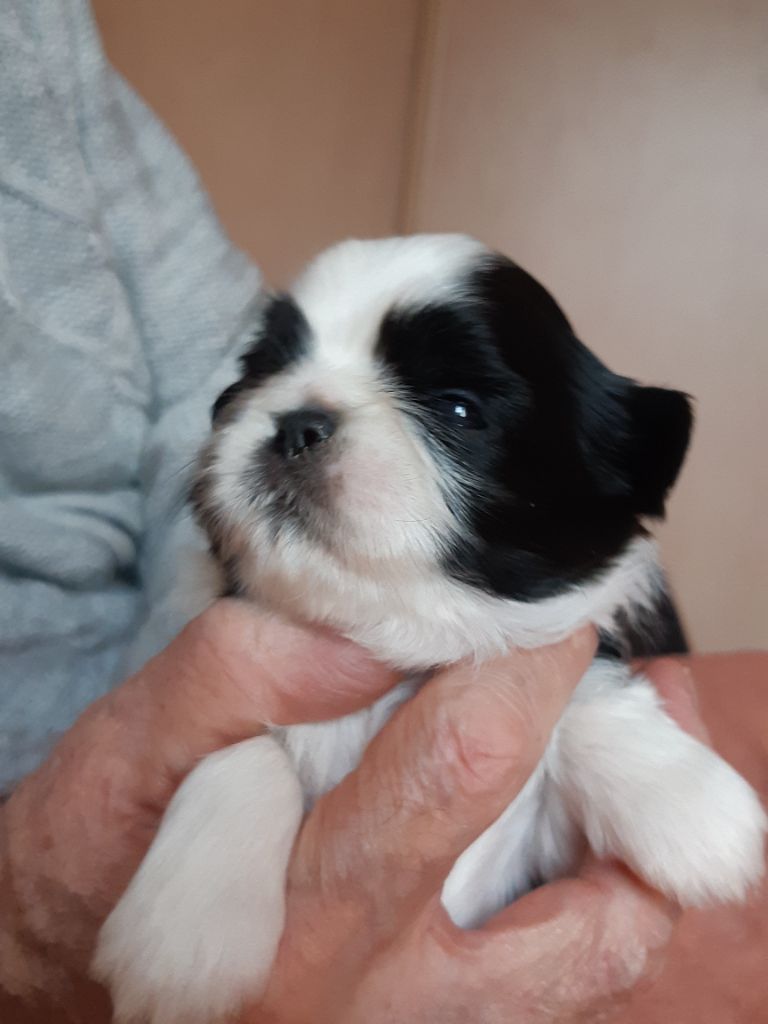 de la vallée de Frigolet - Superbes bebes male et femelle disponible