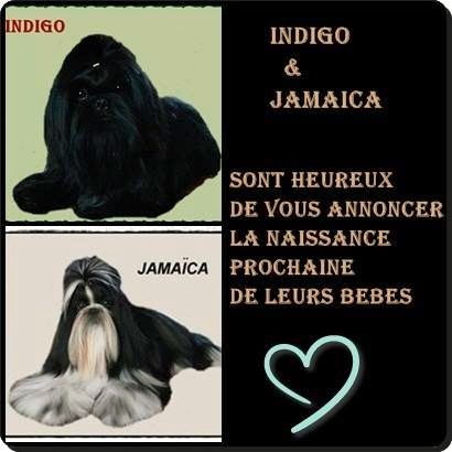les bébés de jamaica et indigo
