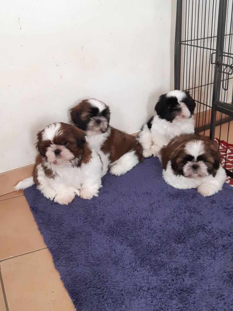 Bebes d opium et lewis