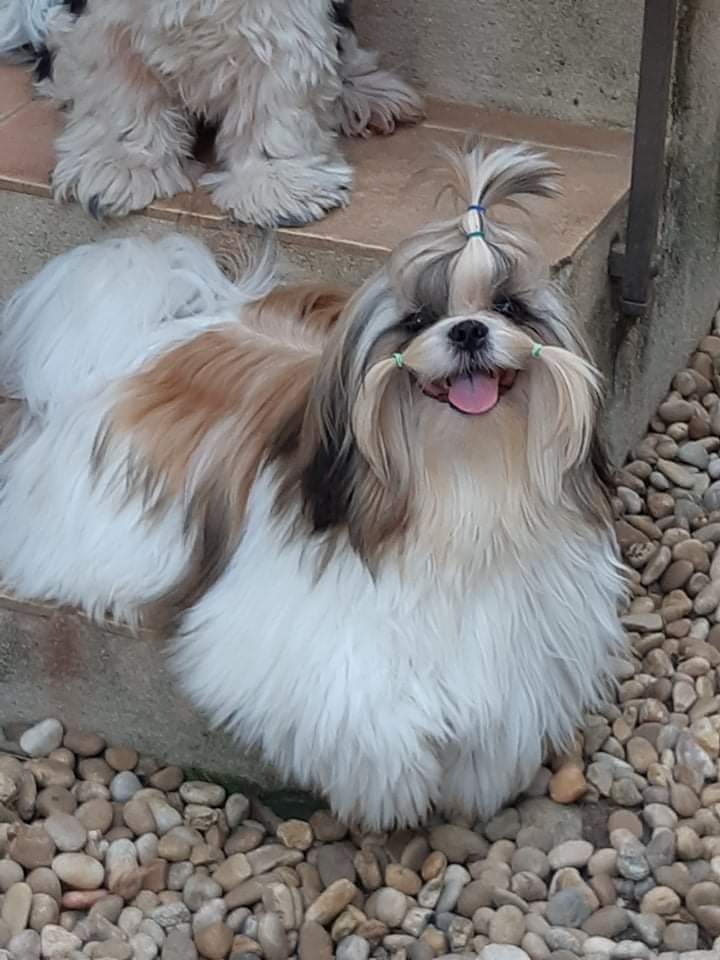 de la vallée de Frigolet - Shih Tzu - Portée née le 01/05/2023