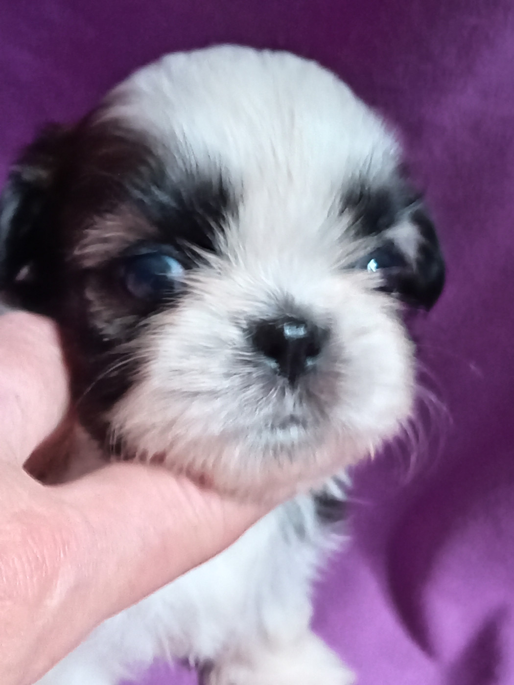 de la vallée de Frigolet - Chiots disponibles - Shih Tzu