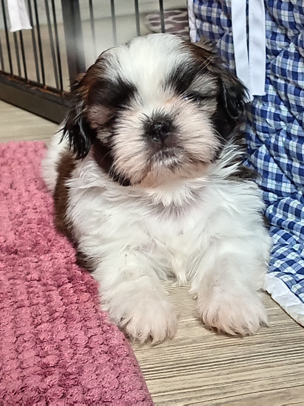 de la vallée de Frigolet - Chiots disponibles - Shih Tzu