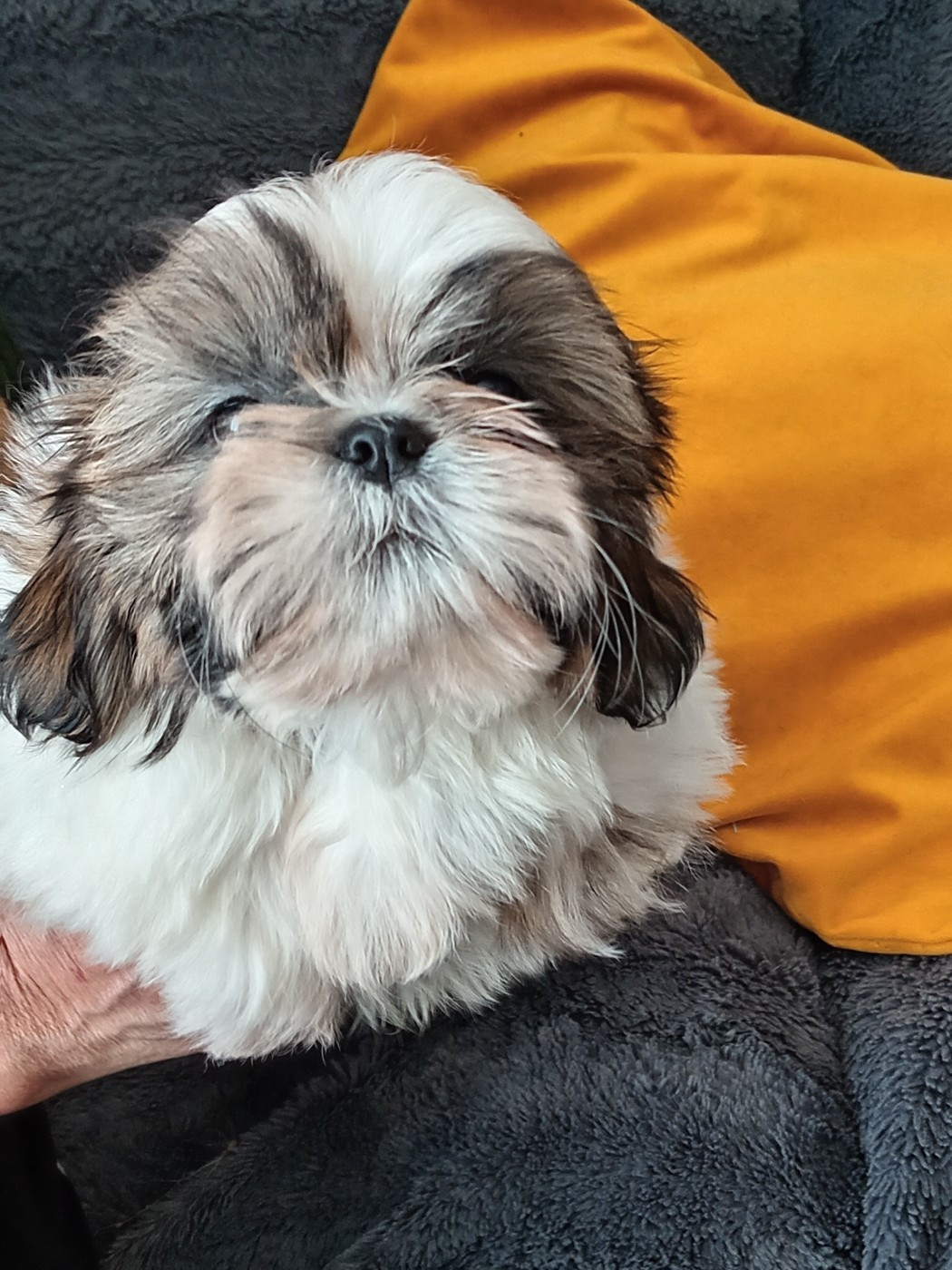 de la vallée de Frigolet - Chiots disponibles - Shih Tzu