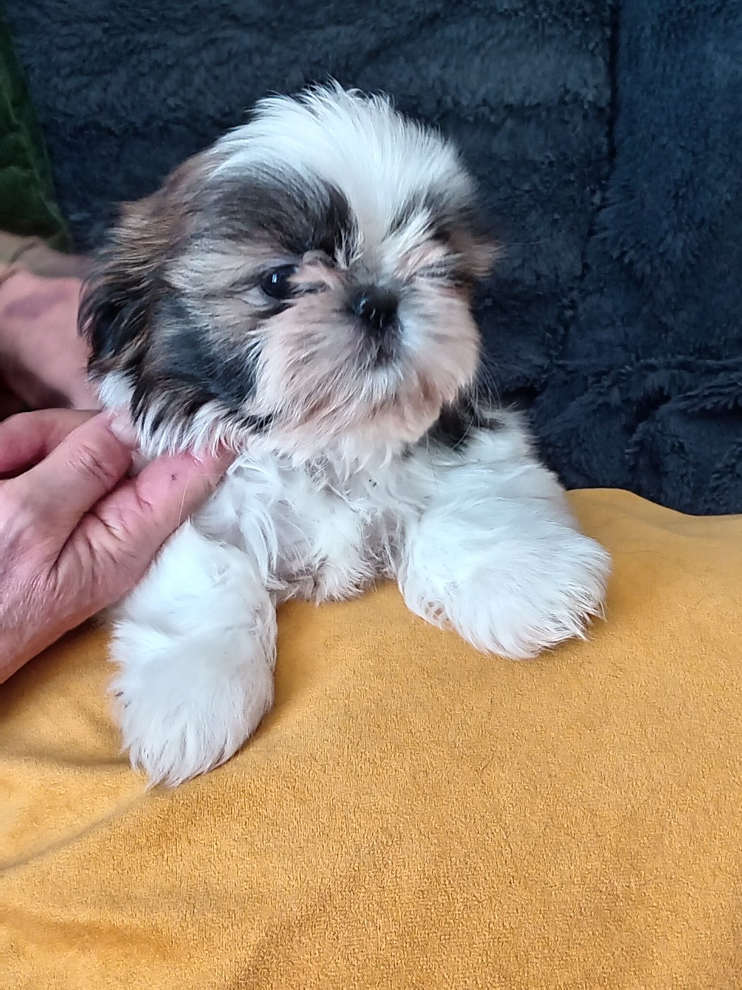 de la vallée de Frigolet - Chiots disponibles - Shih Tzu