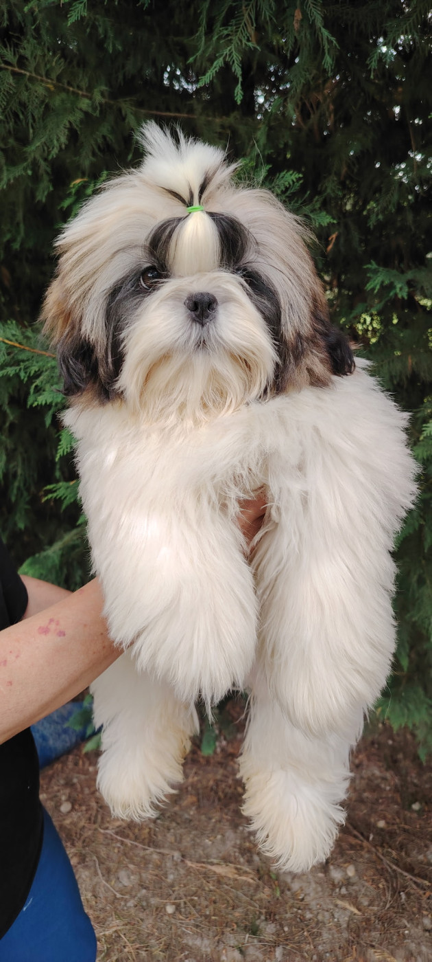 de la vallée de Frigolet - Chiots disponibles - Shih Tzu