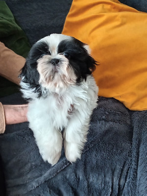 CHIOT 5